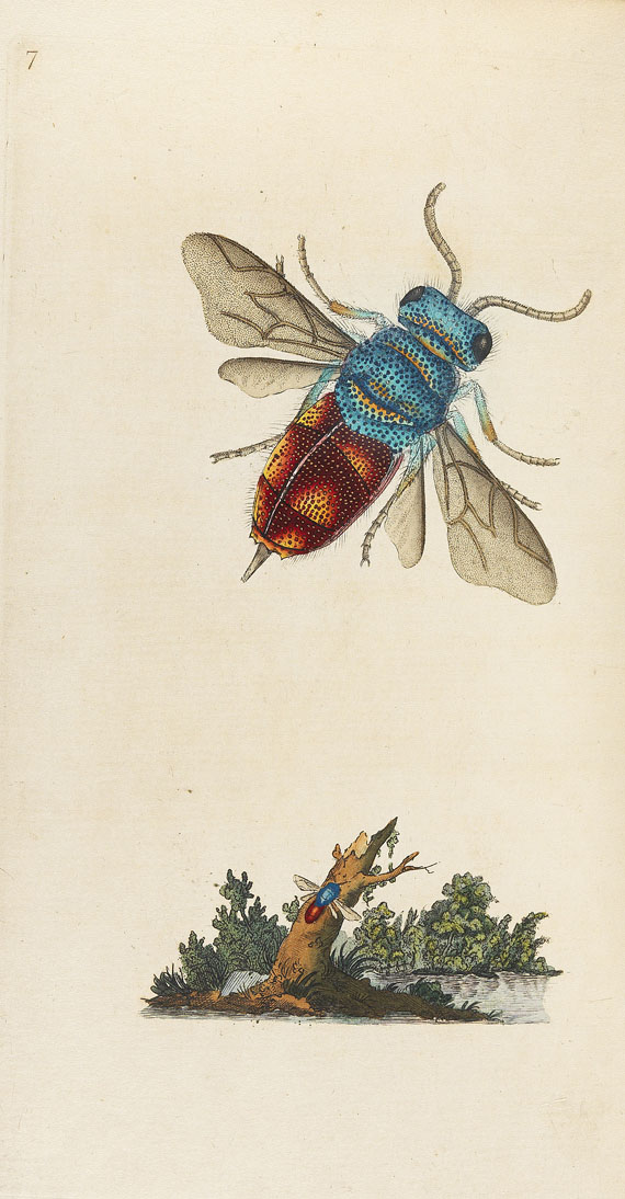 E. Donovan - Natural history of british insects. 8 Bde. 1794-1813. - Autre image
