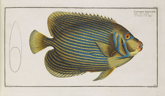 Marcus Elieser Bloch - Oecon. Naturgeschichte der Fische/d. ausländ. Fische. 5 Text- u. 4 Tafelbde. Zus. 9 Bde. 1782-87. - Autre image