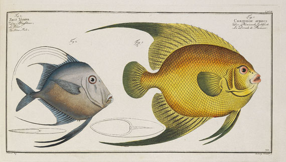 Marcus Elieser Bloch - Oecon. Naturgeschichte der Fische/d. ausländ. Fische. 5 Text- u. 4 Tafelbde. Zus. 9 Bde. 1782-87. - Autre image