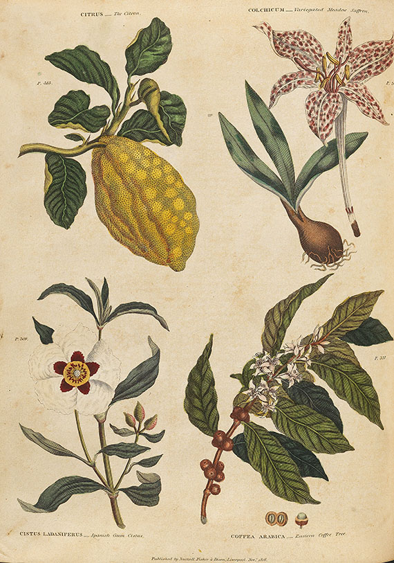 Thomas Green - Universal herbal. 2 Bde. 1824 - Autre image