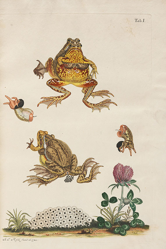 August J. Rösel von Rosenhof - Historia naturalis. 1758 - Autre image