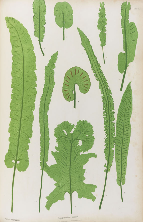 Thomas Moore - The Ferns. 1855 - Autre image