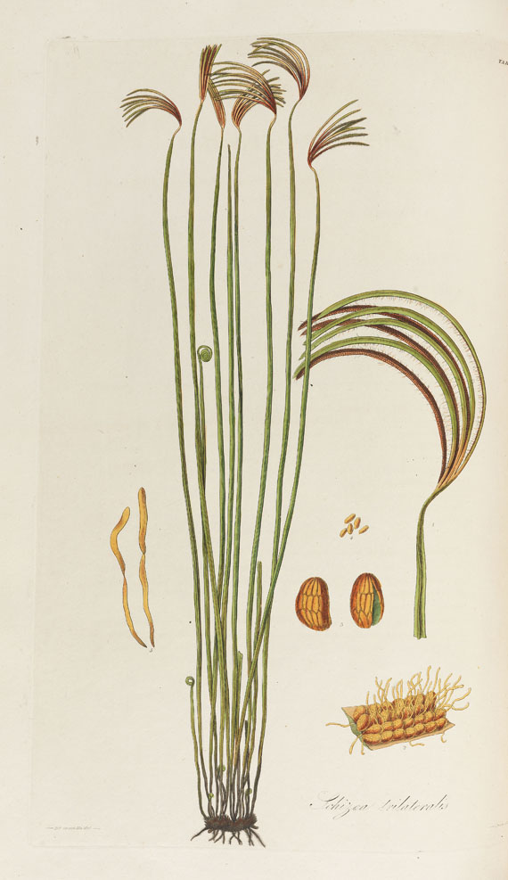 William Jackson Hooker - History of Ferns. 2 Bde. 1831 - Autre image