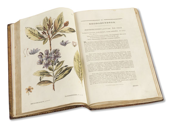 Peter Simon Pallas - Flora Rossica. 1784-88. - Autre image