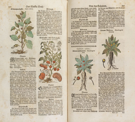 Theodor Zwinger - Theatrum botanicum. 1696. - Autre image