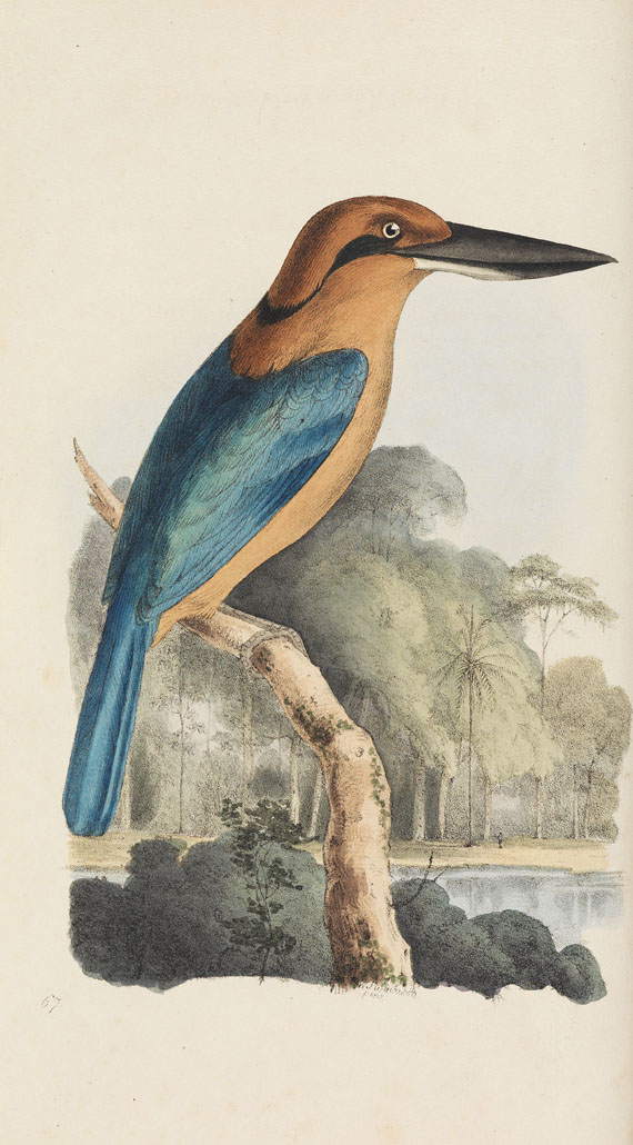 William Swainson - Zoological Illustrations. 1820-23. 3 Bde.