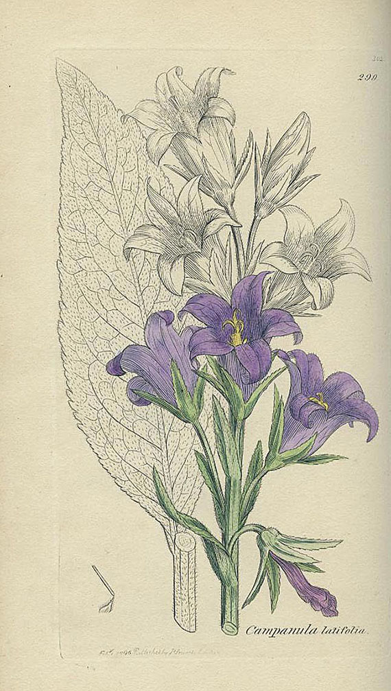 James Edward Smith - English botany. 1835-40. 7 Bde.