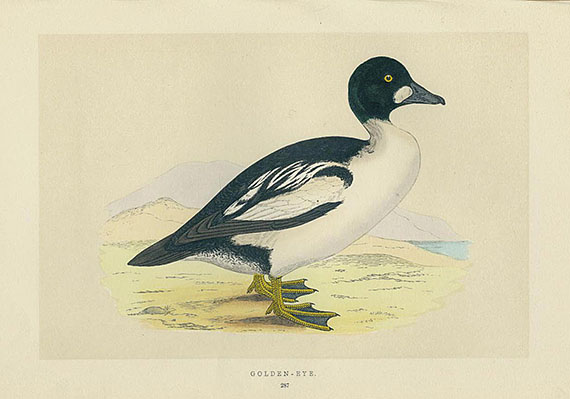 Francis O. Morris - British birds. 1851-57. 6 Bde.- Dabei:  Nests and eggs. 1861-63. 3 Bde.