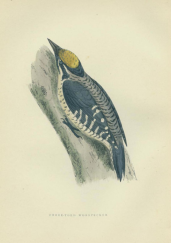 Francis O. Morris - History of British birds. 1903. 6 Bde.