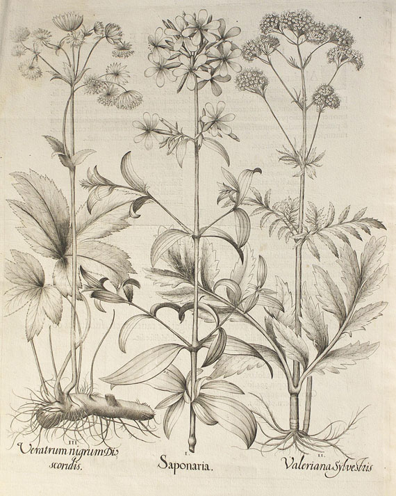  Blumen und Pflanzen - 2 Bll. Nelken und Saponaria. - Autre image