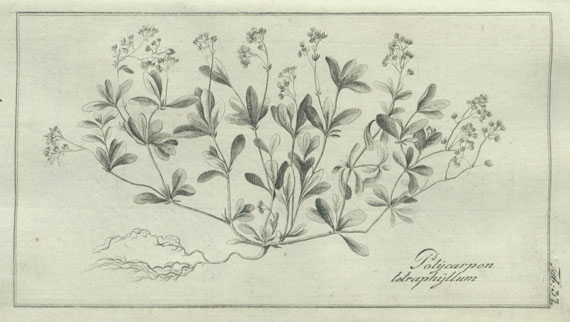 Anton Johann Krocker - Flora Silesiaca. 3 Bde. 1787-1790