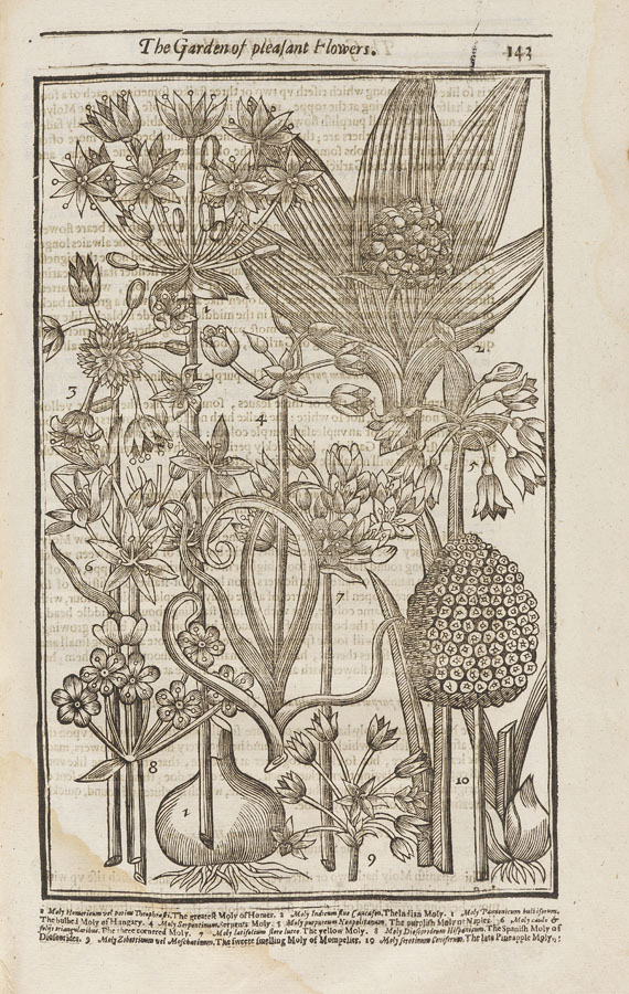 John Parkinson - Paradisi in Sole. 1629 - Autre image