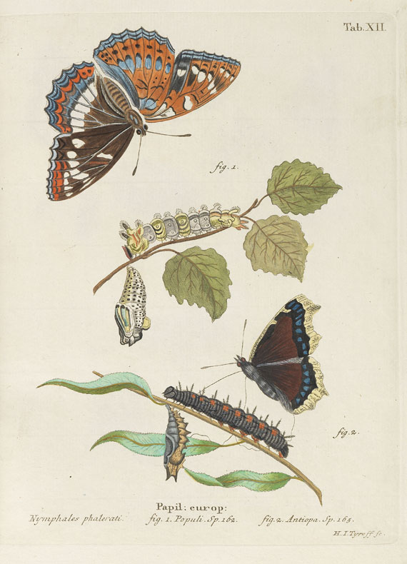 Johann Christoph Esper - Die Schmetterlinge. 5 Bde. & Suppl. in 10 Bdn. 1829ff. - Autre image