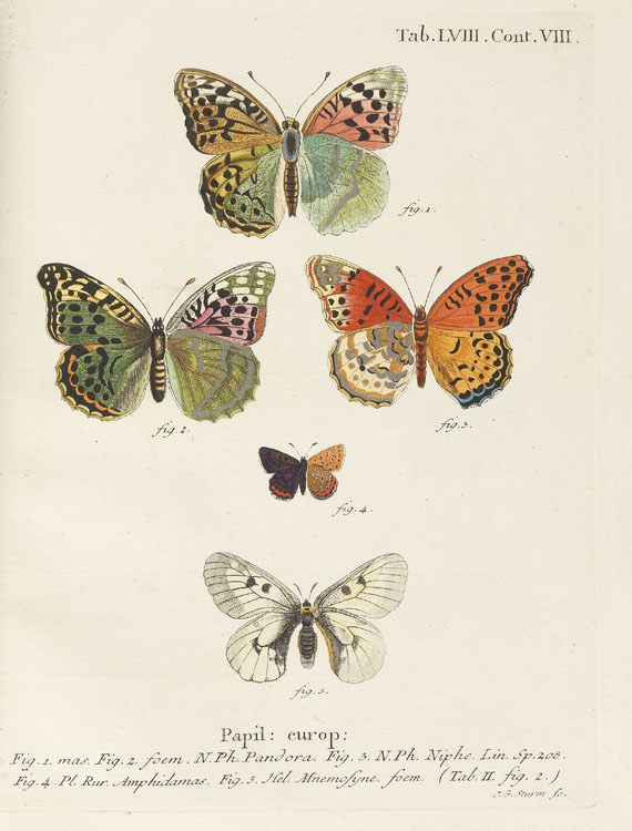 Johann Christoph Esper - Die Schmetterlinge. 5 Bde. & Suppl. in 10 Bdn. 1829ff. - Autre image