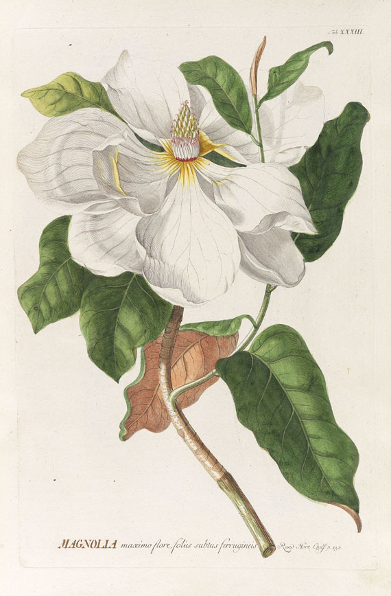 Christoph Jakob Trew - Plantae selectae. 1750.. - Autre image