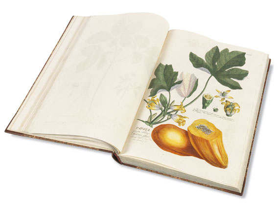 Christoph Jakob Trew - Plantae selectae. 1750.. - Autre image