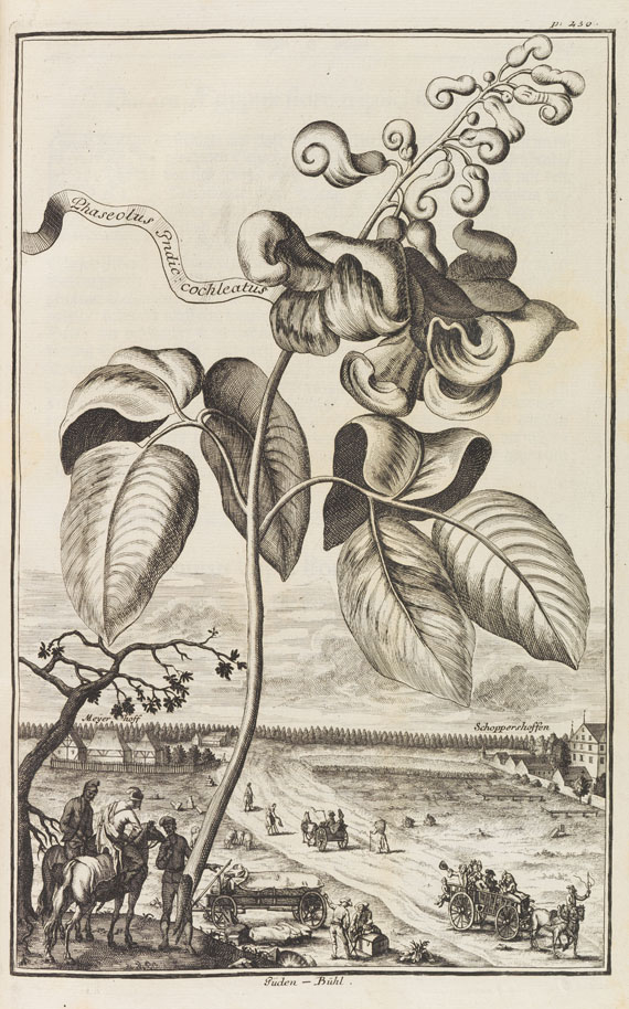 Johann Christoph Volckamer - Nürnbergische Hesperides. 1 Tl. 1708 - Autre image
