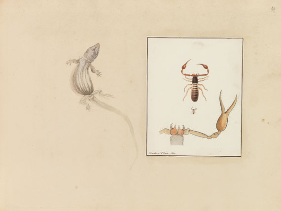   - Album mit Darstellungen. Überwiegend Spinnen. 1829-30 - Autre image