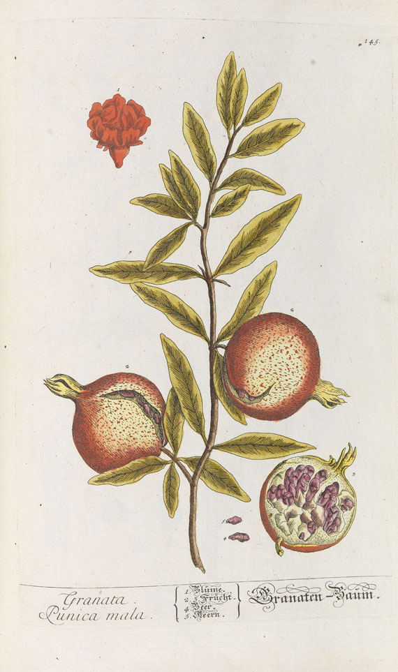 Elisabeth Blackwell - Herbarium Blackwellianum. 1748-75. 6 Bde. - Autre image