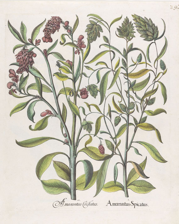 Blumen und Pflanzen - 23 Bll. Kolor. Blumenkupfer aus Hortus Eystettensis, dazu Textbll.