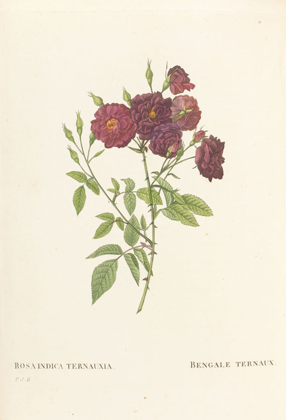 Pierre Joseph Redouté - Les Roses, 3 Bde. 2. Oktavausgabe 1828-29. - Autre image