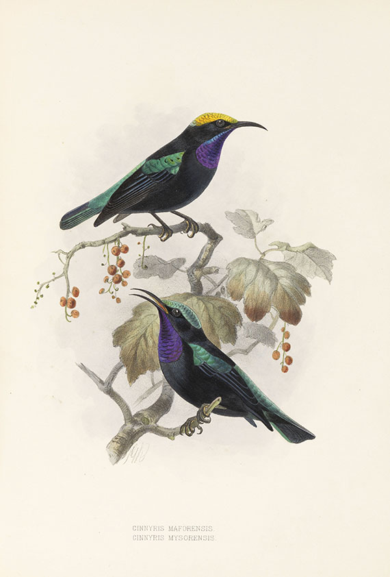 George Ernest Shelley - A monograph of the Nectariniidae, or sun birds. 1876. - Autre image
