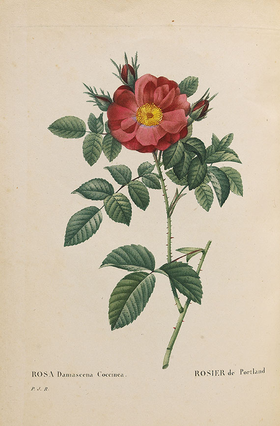 Pierre Joseph Redouté - Les roses. 3 in 2 Bänden - Autre image