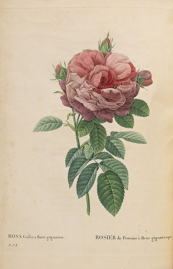 Pierre Joseph Redouté - Les roses. 3 in 2 Bänden - Autre image