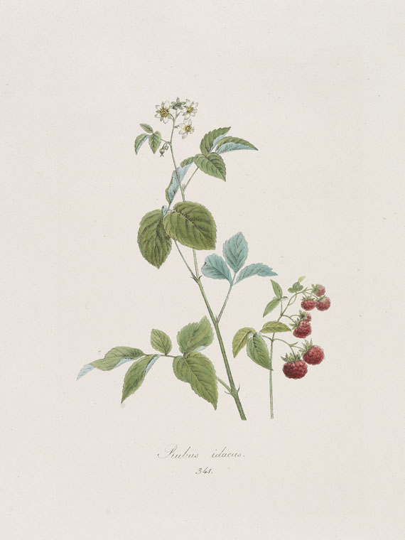 Franz de Paula von Schrank - Flora Monacensis. Bände 2-4 in 3 Bänden - Autre image