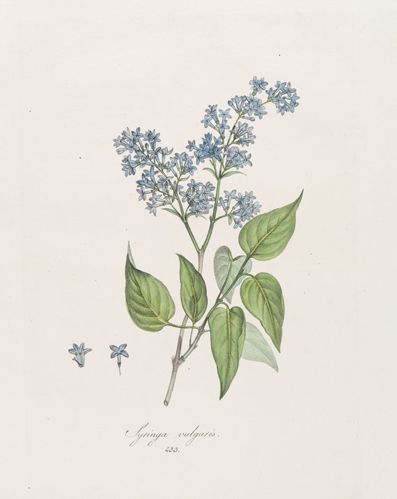 Franz de Paula von Schrank - Flora Monacensis. Bände 2-4 in 3 Bänden - Autre image