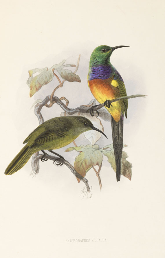 George Ernest Shelley - A monograph of the Nectariniidae, or sun birds - Autre image