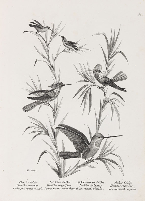 Heinrich Rudolf Schinz - Naturgeschichte der Vögel. 2 Bde. - Autre image