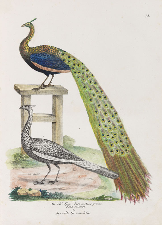 Heinrich Rudolf Schinz - Naturgeschichte der Vögel. 2 Bde. - Autre image