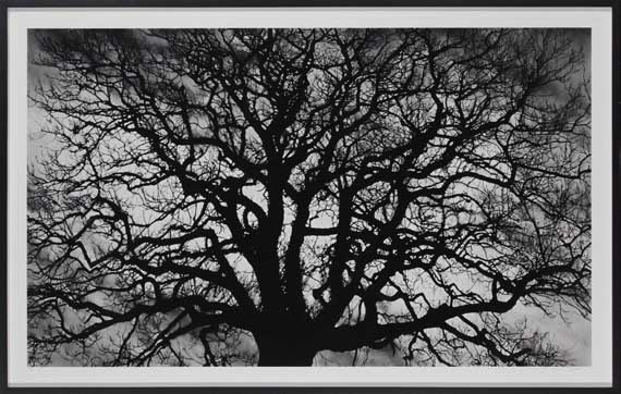 Robert Longo - Untitled (Tree) - Image du cadre
