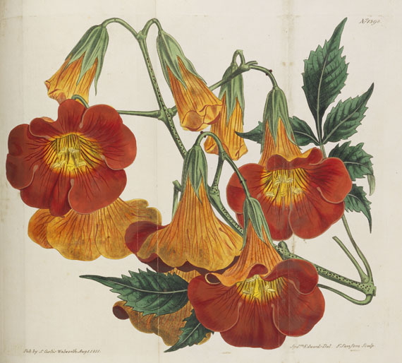 William Curtis - Botanical Magazine, Bd. 1-53 in 40 Bänden - Autre image
