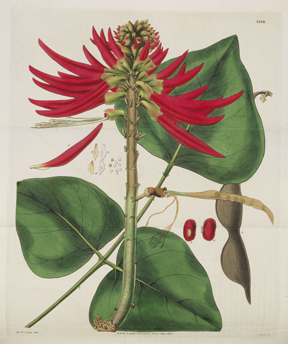 William Curtis - Botanical Magazine, Bd. 1-53 in 40 Bänden - Autre image