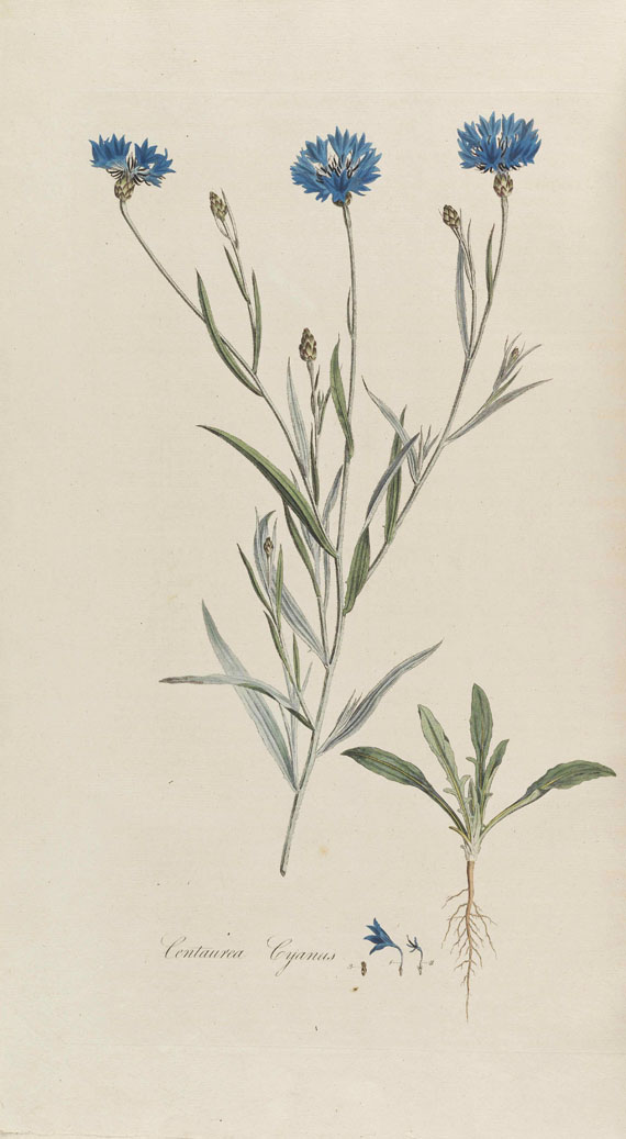 William Curtis - Flora Londinensis - Autre image