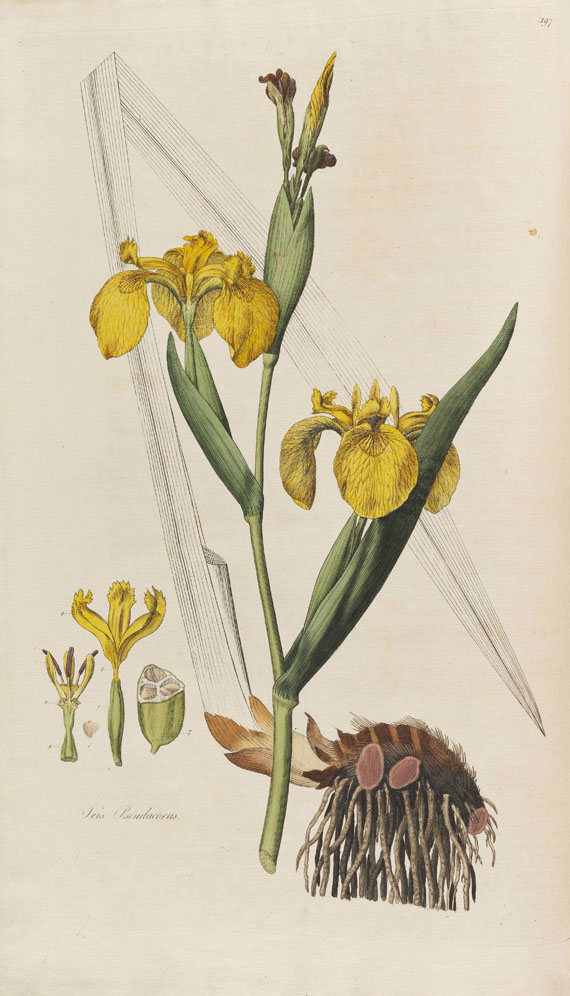William Curtis - Flora Londinensis - Autre image