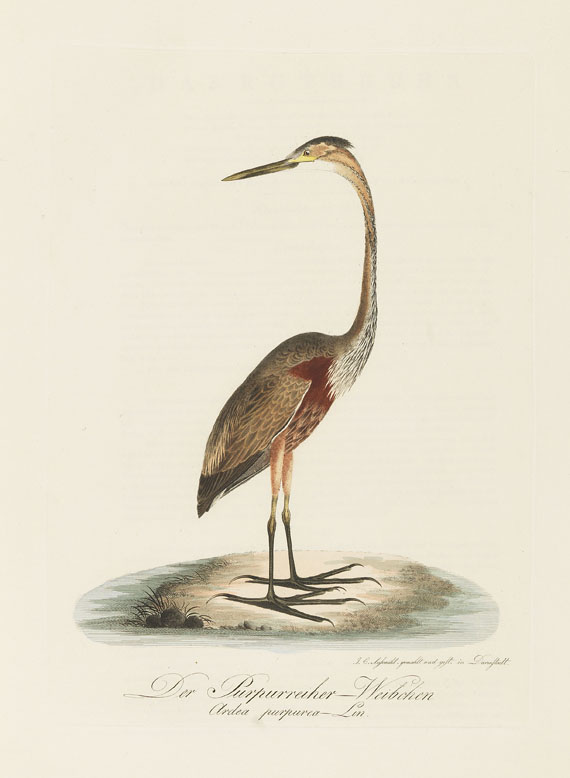 Johann Conrad Susemihl - Teutsche Ornithologie - Autre image