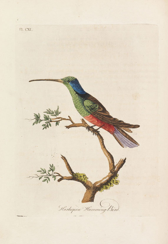 John Latham - A general Synopsis of Birds - Autre image