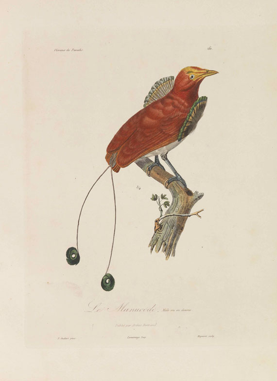 Réne-Primevère Lesson - Histoire naturelle des oiseaux de paradis - Autre image