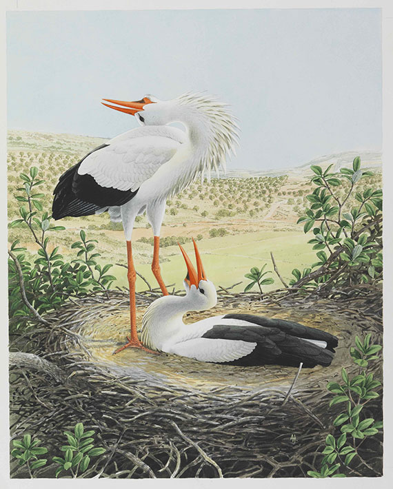 Alan Harris - Alan Harris und David Quinn - 49 Aquarelle zu "Storks, Ibises and Spoonbills of the world" 1992 - Autre image