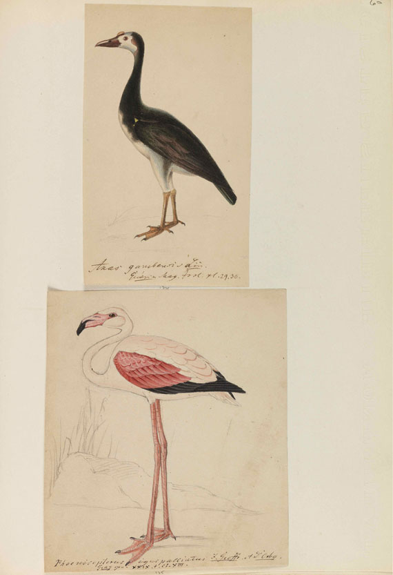 Heinrich Gottlieb Ludwig Reichenbach - Sammelband mit ornithologischen Orig.-Zeichnungen - Autre image