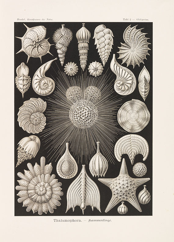 Ernst Haeckel - Kunstformen der Natur. 2 Kassetten - Autre image