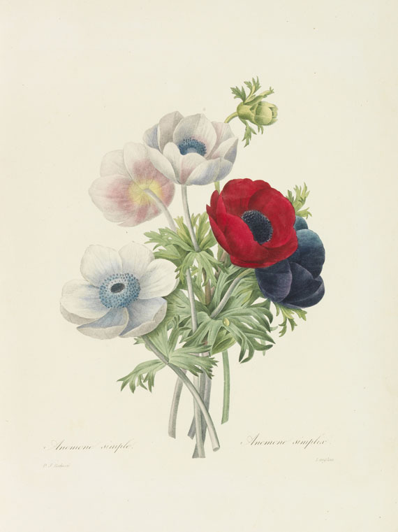 Pierre Joseph Redouté - Choix des plus belles fleurs et des beaux fruits. 135 plates plus 5 loosened - Autre image
