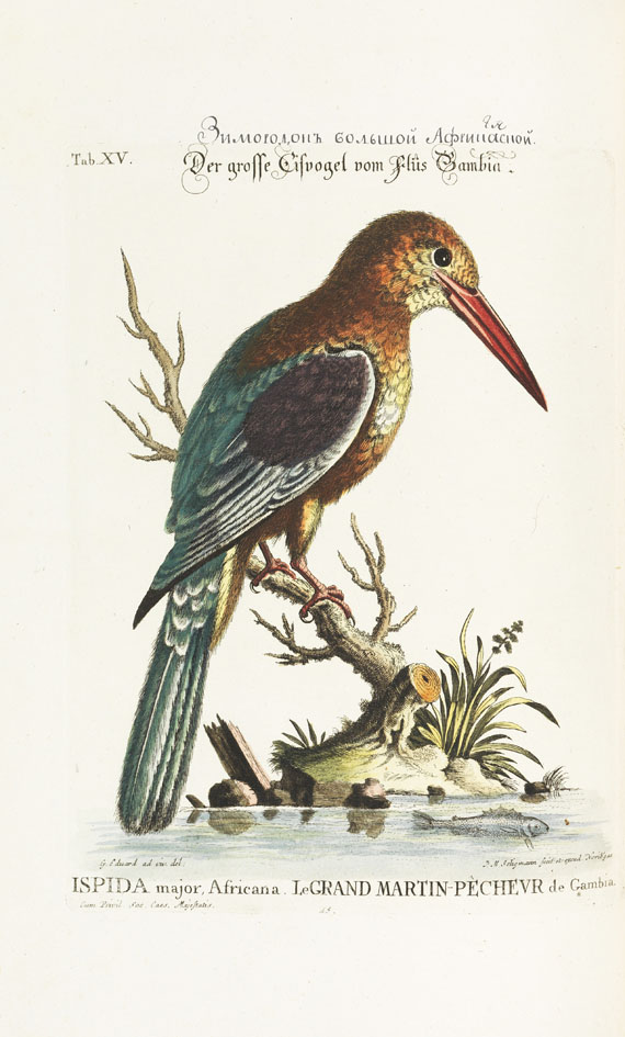 Johann Michael Seligmann - Sammlung verschiedener ausländischer und seltener Vögel, Bd. I und II - Autre image