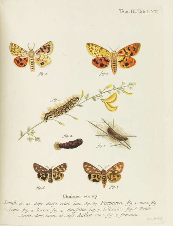 Johann Christoph Esper - Schmetterlinge + Ausländische Schmetterlinge, zus. 20 Bände - Autre image