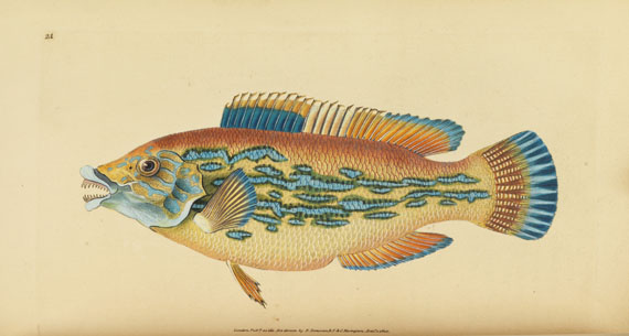 Edward Donovan - British fishes. 5 in 3 Bänden - Autre image