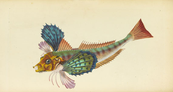 Edward Donovan - British fishes. 5 in 3 Bänden - Autre image