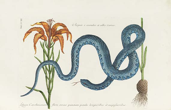 Mark Catesby - Piscium serpentum insectorum - Autre image